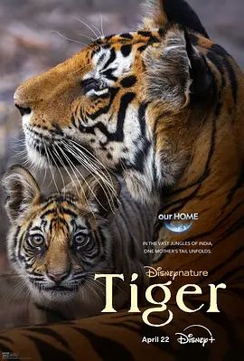 2024电影《老虎 Tiger》全集高清免费在线观看 欧美电影_老虎 Tiger (2024)丨8.3分丨冷门高分纪录片推荐|夸克百度迅雷网盘免费下载